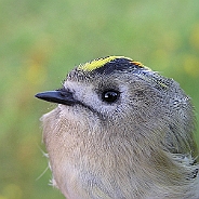 Kungsfågel, Sundre 20070914